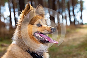 Shetland sheepdog head portrait