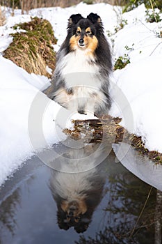 shetland sheepdog with her mirror reflection in melt water