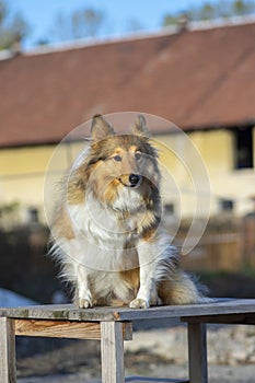 Shetland Sheepdog herding dog with long hair, sable coating, beautiful domestic animal, eye contact