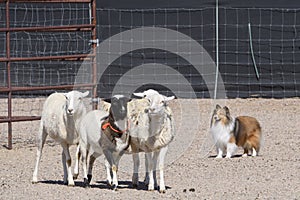 Shetland Sheepdog herding a group of sheep