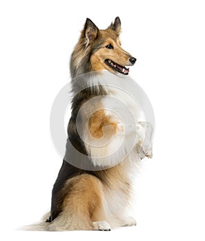 Shetland Sheepdog on hind legs