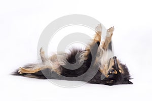 Shetland Sheepdog, isolated