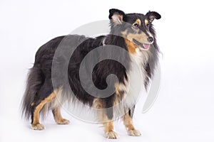 Shetland Sheepdog, isolated