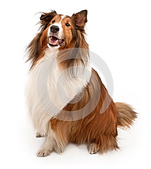 Shetland Sheepdog Isolated on White