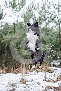 Shetland Sheepdog jumping in the forest