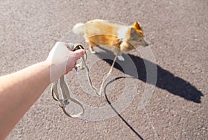 Shetland sheepdog on leash