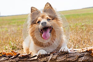 Shetland sheepdog lies on a branch