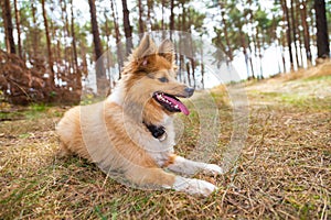 Shetland sheepdog lies in a forest