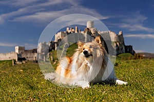 Shetlandský ovčák leží na trávě poblíž starého kamenného středověkého hradu.
