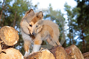 Shetland sheepdog on logs