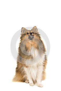 Shetland sheepdog looking up seen from the front