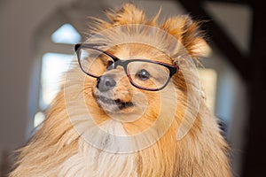 Shetland Sheepdog looks through a pair of glasses