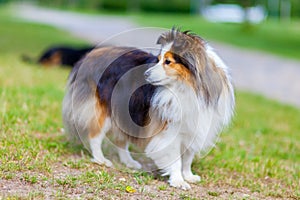 Shetland Sheepdog looks to the side