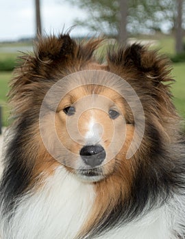 A Shetland Sheepdog, often known as a Sheltie or Collie
