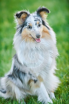 Shetland Sheepdog outdoors on grass. Pet friend