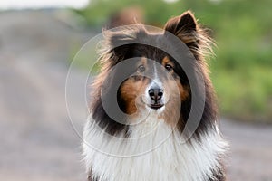 Shetland Sheepdog Outside in the Summer at Sunset