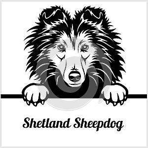 Shetland Sheepdog - Peeking Dogs - - breed face head isolated on white