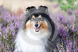 shetland sheepdog in pink purple blooming heather