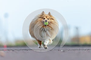 Shetland sheepdog plays with a little ball