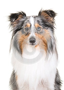 Shetland sheepdog portrait