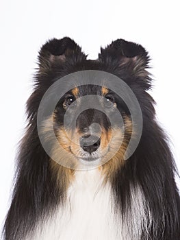 Shetland sheepdog portrait.