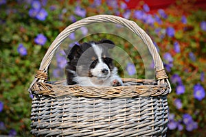 Shetland sheepdog puppies in a basket, 6 weeks old