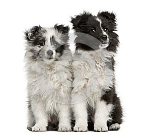 Shetland Sheepdog puppies sitting