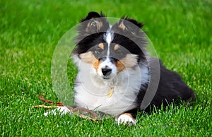 A shetland sheepdog puppy photo