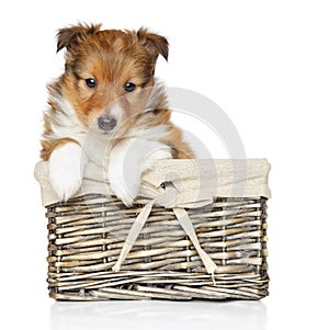 Shetland sheepdog puppy in basket