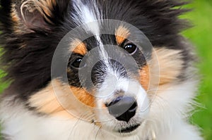 Shetland sheepdog puppy close-up photo