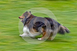 Shetland Sheepdog running on grass