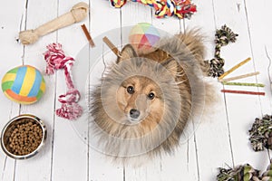 Shetland sheepdog seen from above looking up with on the floor all kinds of doggy stuff like bones, toys and food