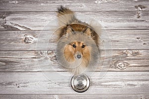 Shetland sheepdog seen from above sitting and looking up on a brown wooden planks floor with an empty feeding bowl in front