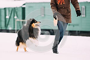 Shetland Sheepdog, Sheltie, Collie Dog Playing With Ring And Fas