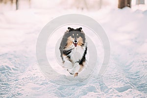 Shetland Sheepdog, Sheltie, Collie Fast Running Outdoor In Snowy Park. Playful Pet In Winter Forest