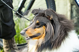 Shetland Sheepdog, Sheltie, Collie muzzle dog close up