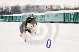 Shetland Sheepdog, Sheltie, Collie Playing With Ring And Fast Runnning