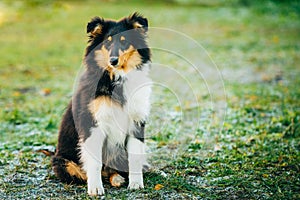 The Shetland Sheepdog, Sheltie, Collie Puppy Outdoor