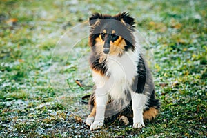 The Shetland Sheepdog, Sheltie, Collie Puppy Outdoor