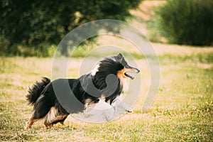 Shetland Sheepdog, Sheltie, Collie. Running Outdoor In Summer Grass