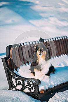 Shetland Sheepdog, Sheltie, Collie Sitting On Bench Outdoor In Snowy Winter Park