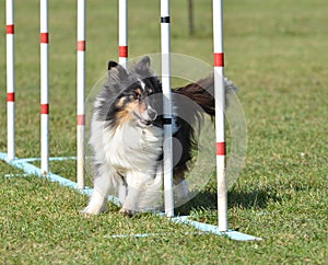 Shetland Sheepdog (Sheltie) at Dog Agility Trial