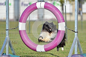 Shetland Sheepdog (Sheltie) at Dog Agility Trial