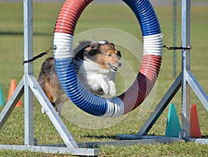 Shetland Sheepdog (Sheltie) at Dog Agility Trial