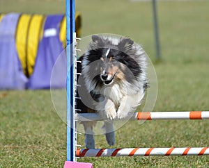 Shetland Sheepdog (Sheltie) at Dog Agility Trial