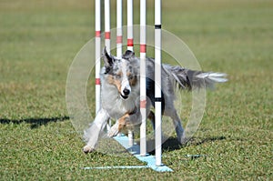 Shetland Sheepdog (Sheltie) at Dog Agility Trial