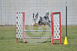 Shetland Sheepdog (Sheltie) at Dog Agility Trial