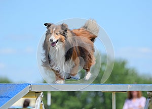 Shetland Sheepdog (Sheltie) at Dog Agility Trial