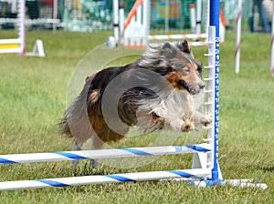 Shetland Sheepdog (Sheltie) at Dog Agility Trial