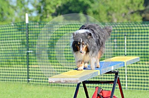 Shetland Sheepdog (Sheltie) at Dog Agility Trial